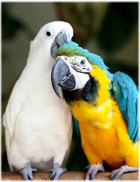 3 birds in a cage